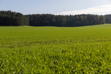 Fototapeta premium green young wheat hybrid with frost resistance, hybrid wheat