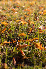 the foliage of trees on the ground after leaf fall in sunny weather