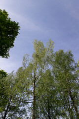 green new foliage of deciduous trees in sunny weather