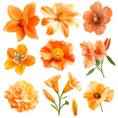 Vibrant Orange Flowers Delightful Bloom Collection