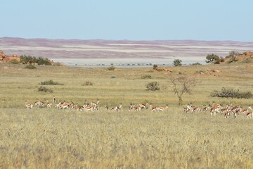 Sanddünen in der Namib zwischen Sesriem und Swakopmund nach der Regenzeit