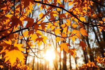 Fototapeta premium Golden sunlight shines through autumn leaves in a serene forest, highlighting the vibrant seasonal colors and natural beauty of the environment