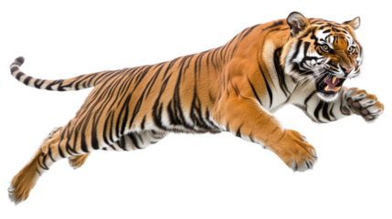 Jumping roaring Bengal tiger isolated, representing a powerful wild predator, perfect for jungle, wildlife, and safari-themed visuals.