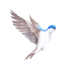Hand drawn flying swallow birdie