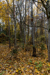 the last foliage on trees in a mixed forest in the autumn season