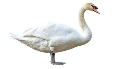 Side view full-body portrait of a white swan isolated, showcasing graceful and elegant wildlife, ideal for lake, nature, or bird-themed visuals.