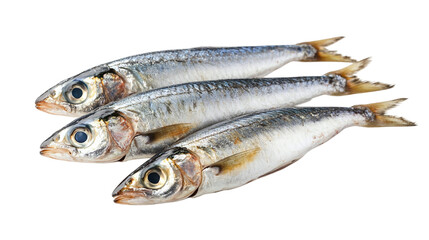Sardine fish isolated, a fresh raw seafood item, ideal for Mediterranean diet, healthy nutrition, and seafood recipes.