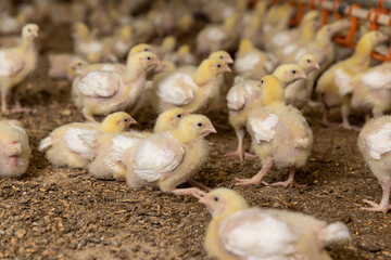 small chickens in down and feathers during cultivation at a poultry farm