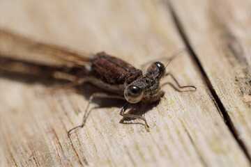 Closeup on a Common winter damselfly, Sympecma fusca on wood
