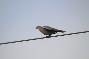 Eurasian collared dove, Streptopelia decaocto aka Eurasian Collared Dove perched on the electric wire. Isolated on blue background. Eurasian collared dove sitting on a electrical cable with blue sky
