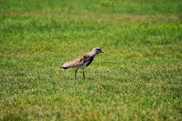 Tero on the grass of the park, also called queltehue