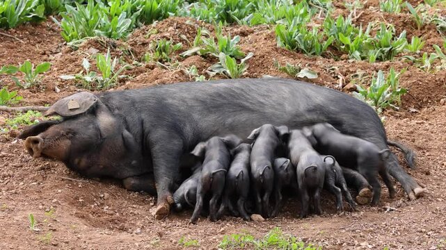 A sow of the native Majorcan breed Porc Negre Mallorqui or the Mallorcan Black Pig with suckling piglets
