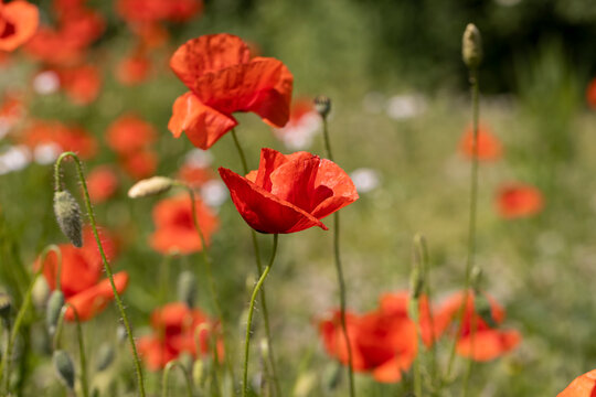 a large number of red poppies in the green grass