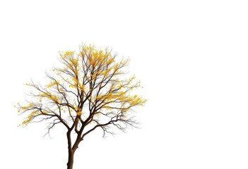 Fototapeta premium Lone deciduous tree, branches reaching skyward, stark white backdrop, botanical, foliage