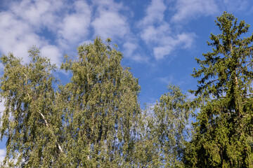 Obraz premium different types of deciduous trees in the park at the end of summer