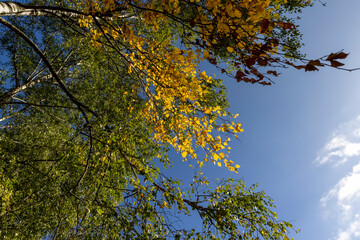 deciduous birch trees in the park at the end of summer