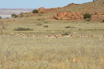 Springbockherde im Namib-Naukluft-Nationalpark