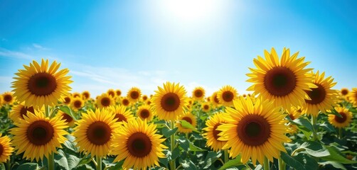 Obraz premium Vast field of sunflowers under a brilliant blue sky, sky, golden