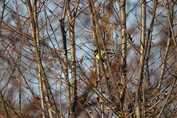 Great tit in branches