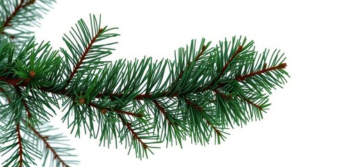 Obraz premium A single, lush fir tree branch with needles, isolated on a pure white background, forest, holiday season