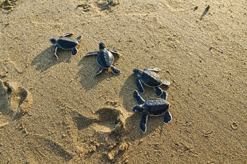 Green Sea Turtle at the beach of the Meru Betiri National Park, Sukamade, East Java, Indonesia