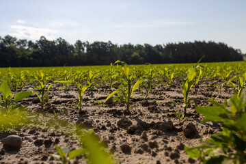 green corn field with young sweet corn sprouts