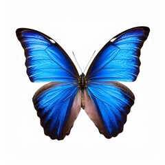 vector illustration of a butterfly