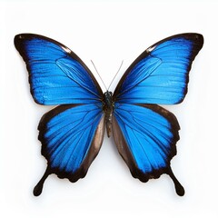 Fototapeta premium vector illustration of a butterfly