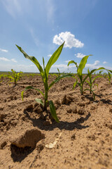 growing sweet corn in eastern Europe against a blue sky