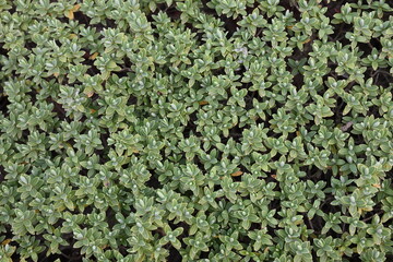 A field of green grass with a few brown spots