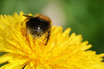 bee on flower