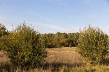 deciduous trees of different types in the autumn season
