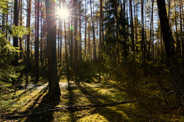 Obraz premium large old pines and young deciduous trees in the sunlight in autumn