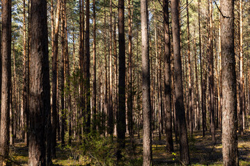 autumn mixed forest with different types of trees and shrubs with moss in the autumn season