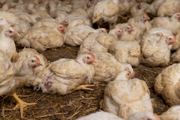 adult fat chickens in a poultry farm without cages