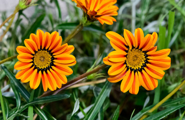 Photos of gazania flowers in various colors.