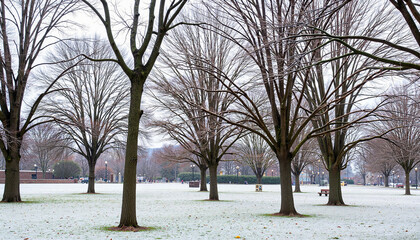 Fototapeta premium Serene frost-covered park with bare trees, winter tranquility
