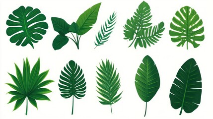 Obraz premium Collection of various tropical leaves isolated on white background.
