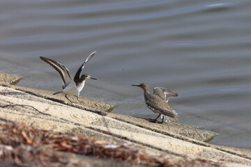 Common Sandpipers concentrating on fighting