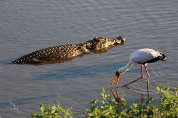 Nilkrokodil und Nimmersatt / Nile crocodile and Yellow-billed stork / Crocodylus niloticus et...