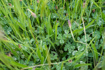 green meadows of lush green grass and trees