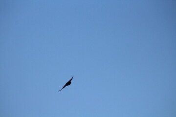Majestic bird of prey common buzzard in a flight on a blue sky background. Common buzzard Buteo...