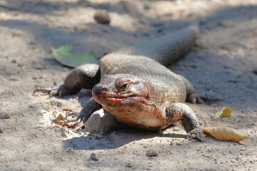 Felsen-Schildechse / Giant plated lizard / Matobosaurus validus