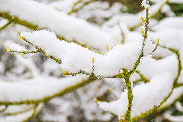branches covered with snow