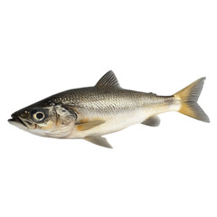 Obraz premium A detailed view of a silvery fish showcasing its scales and fins a captivating aquatic creature,