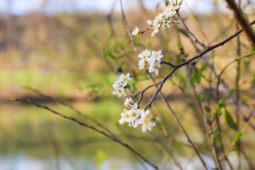 Forest Trees Adorned with White Flowers Blooming in Spring