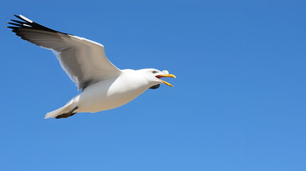 Obraz premium Seagull squawking with open beak against blue sky, ideal for nature projects