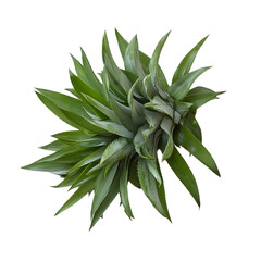 Fresh Pineapple with Spiky Green Leaves, Isolated on a Transparent Background, Showcasing Its Vibrant Yellow Flesh and Tropical Charm