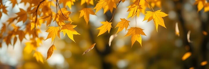 Obraz premium Golden Leaves: A captivating composition of vibrant yellow leaves, showcasing the beauty of autumn with a blurred background. 