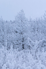Frozen tree on a winter Alaskan day